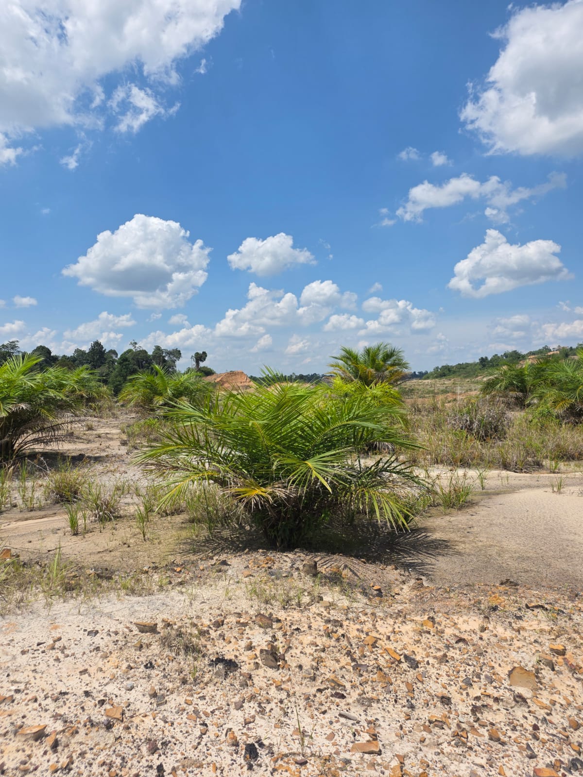 Field documentation 6